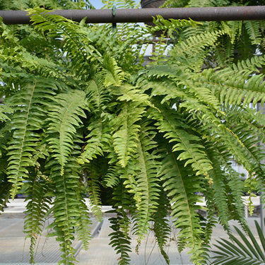 Boston Fern