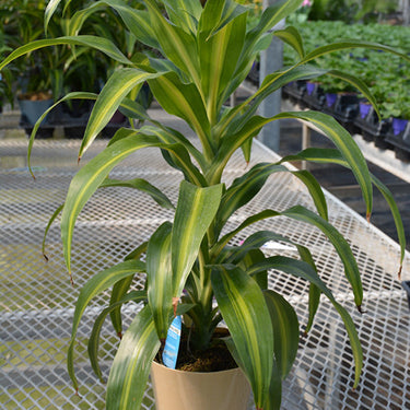 Hawaiian Sunshine Dracaena