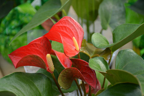 anthurium fire glow national plant network Anthurium – Pike Nursery