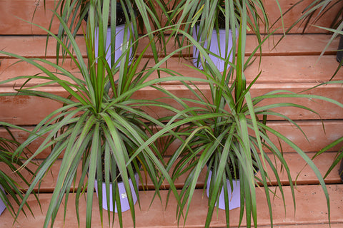 red edged dracaena Red-edge Dracaena