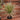 Colorama Dracaena