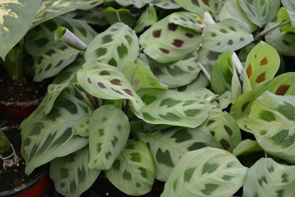 Prayer Plant