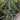 Warneckii Dracaena