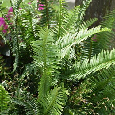 Kimberly Queen Australian Sword Fern