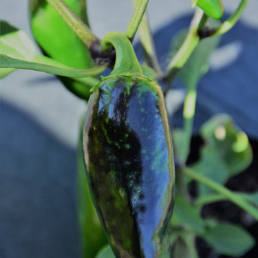 La Bomba II Hot Pepper