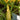 Straightneck Squash