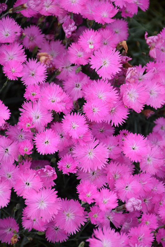 Pike Nursery Firewitch Pinks
