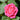 Pink Double Knock Out® Rose