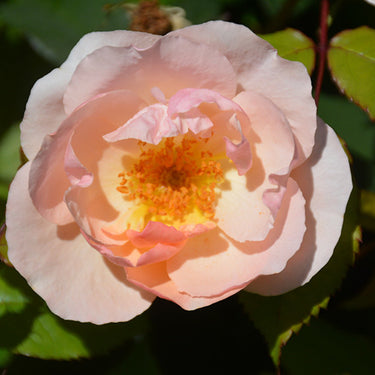 Peachy Knock Out® Rose