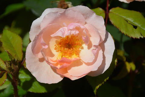 Peachy Knock Out® Rose