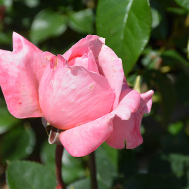 Sweet Mademoiselle Rose