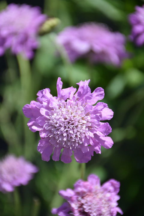 Pink Mist Pincushion Flower