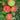Honeycrisp Apple
