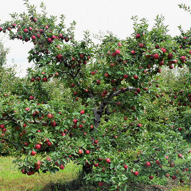 Red Delicious Apple