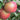 Red Delicious Apple