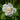 Iceberg Rose