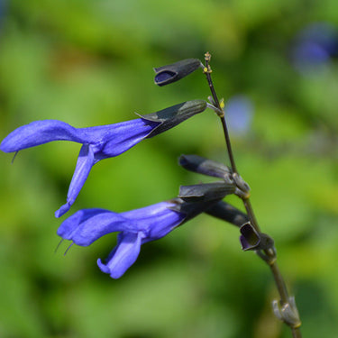 Black And Blue Anise Sage