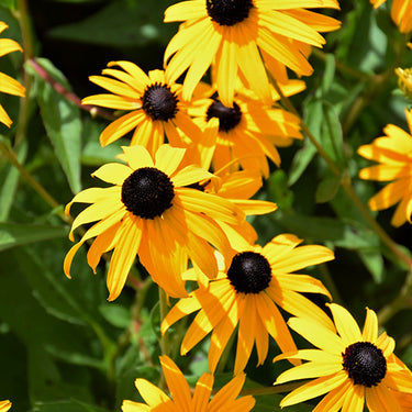 Goldsturm Rudbeckia