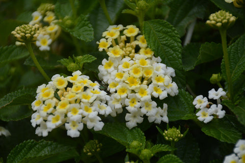 Bandana® White Lantana