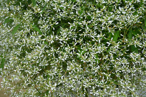 Diamond Frost® Euphorbia