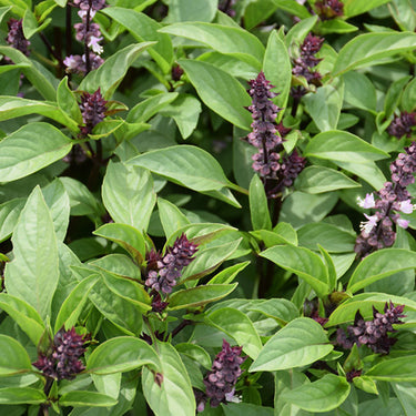 Basil
