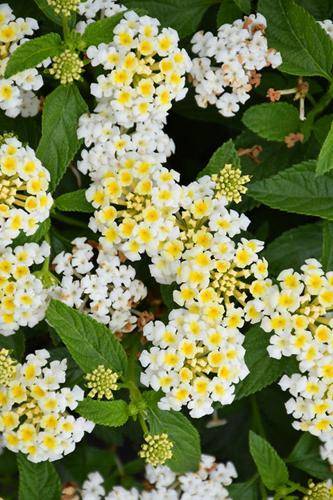 Bandana® White Lantana