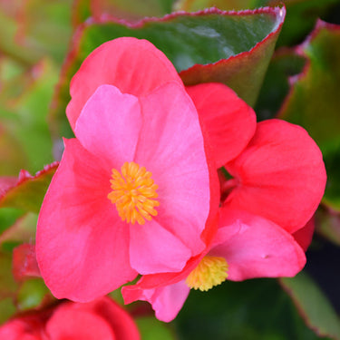 Big Leaf Begonia