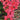 Lanai® Red Star Verbena