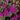 Lanai® Blue Verbena