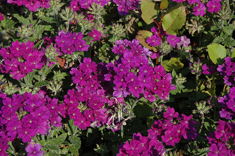 Lanai® Blue Verbena