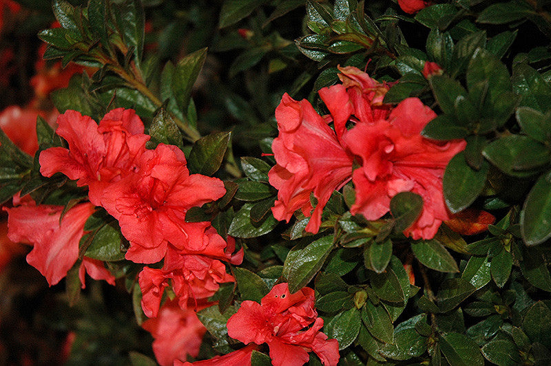 Princess Azalea Ii Encore® Autumn Princess Azalea – Pike Nursery