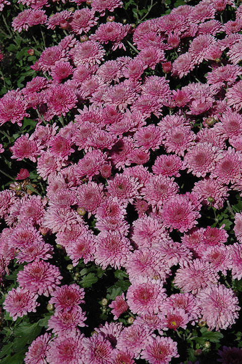 Garden Mum, Pink / Purple