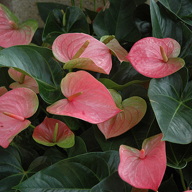Anthurium