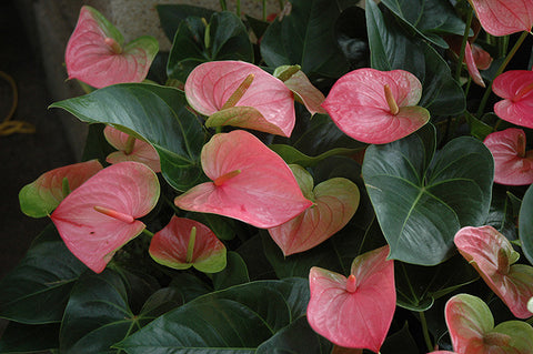 anthurium pittieri Anthurium – Pike Nursery