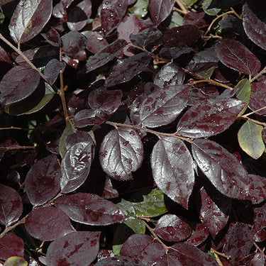Ever Red Loropetalum