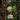 Oriental Paper Bush