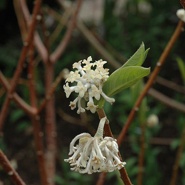 Oriental Paper Bush