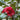 April Tryst Camellia