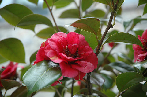 April Tryst Camellia