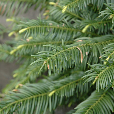 Duke Gardens Plum Yew