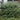 Duke Gardens Plum Yew