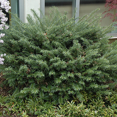 Duke Gardens Plum Yew