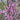 Forest Pansy Redbud