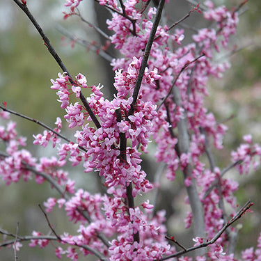 Forest Pansy Redbud