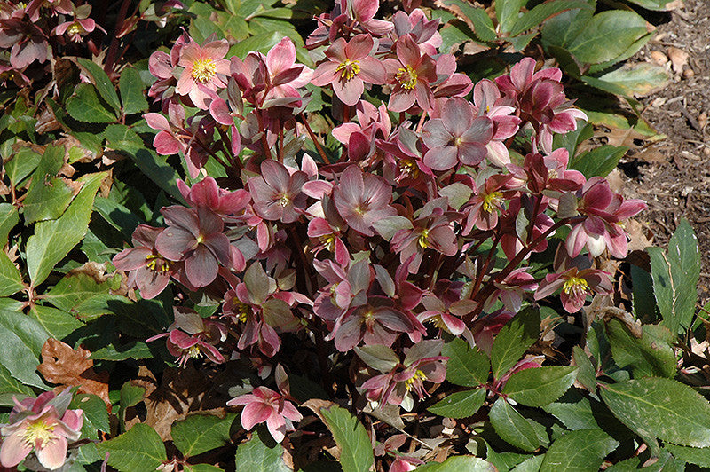 Pike Nursery Hellebore - Thumbnail 2