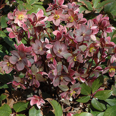 Pink Frost Hellebore