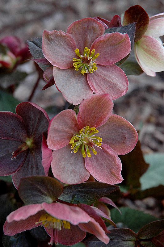 Pike Nursery Hellebore