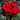 Black Baccara Rose