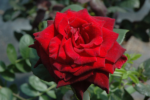 Black Baccara Rose