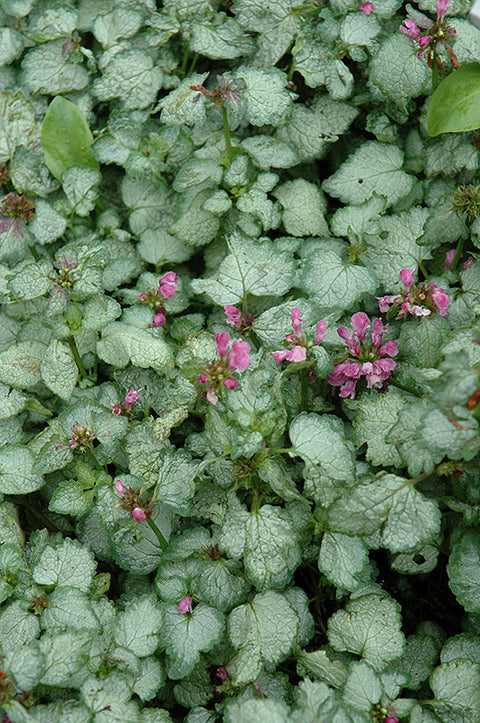 Beacon Silver Spotted Dead Nettle